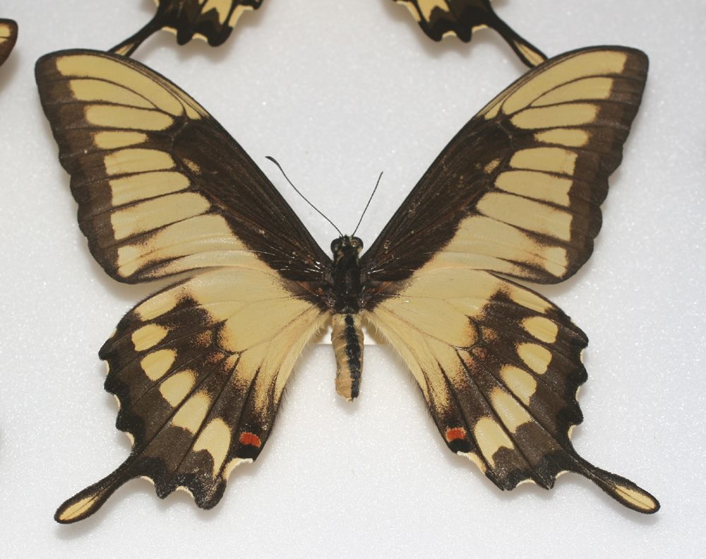 Papilio thoas (aberration) 1 (Internet Image property of respective owner, non-commercial use only)